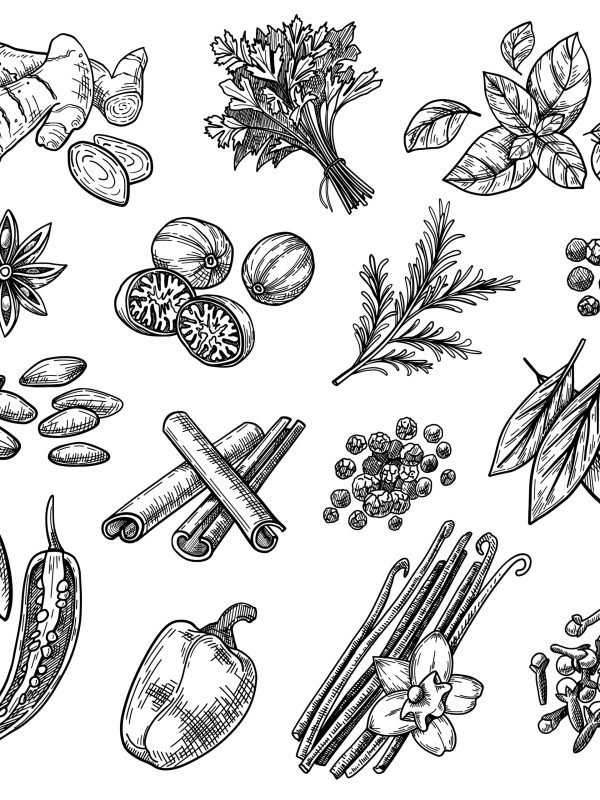 Spices sketches set Spices sketches set. Hand drawn cinnamon, cardamom, nutmeg, ginger, clove, vanilla, basil, oregano, rosemary, pepper. Engraved vector illustration for aromatic herbs, cooking ingredients concept
